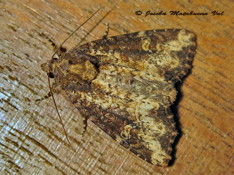 Mesapamea secalis, Noctuidae? Mesapamea sp.